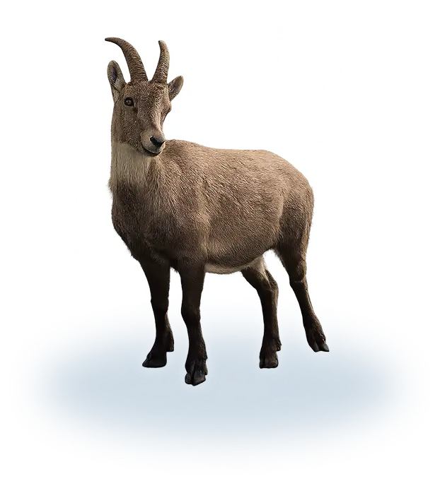 Ibex animal from the french mountains transparent background